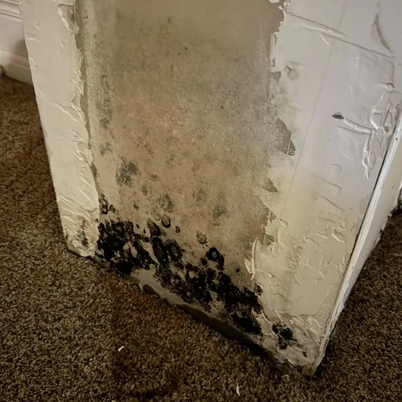 Professional Mold Removal in Woodcrest, CA